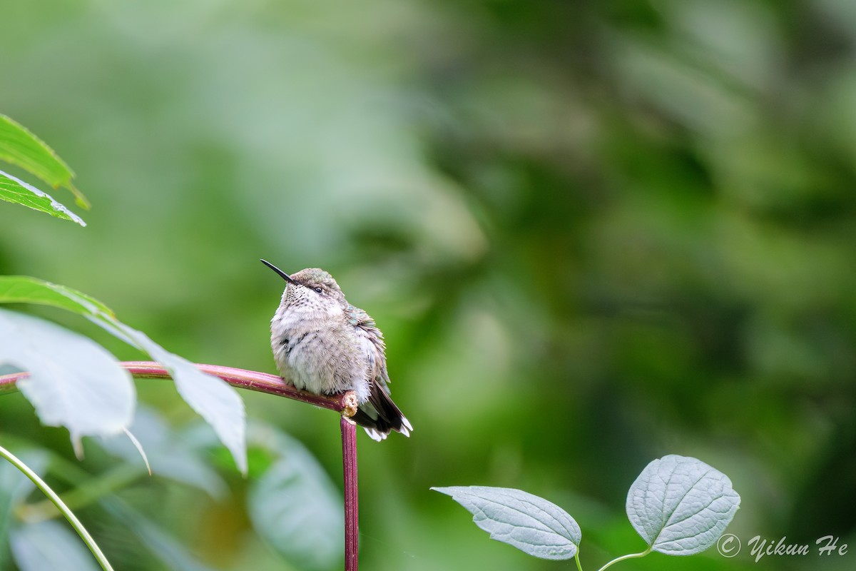 Ruby-throated Hummingbird - ML642258998
