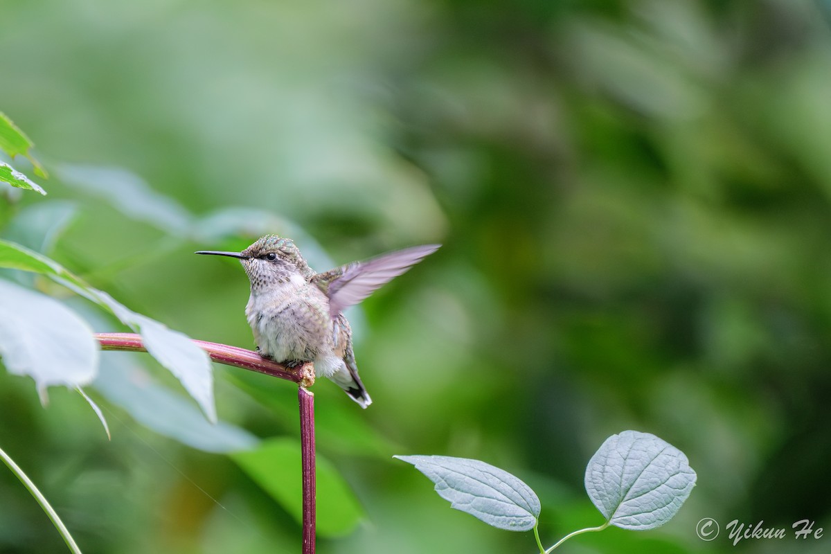 Ruby-throated Hummingbird - ML642258999