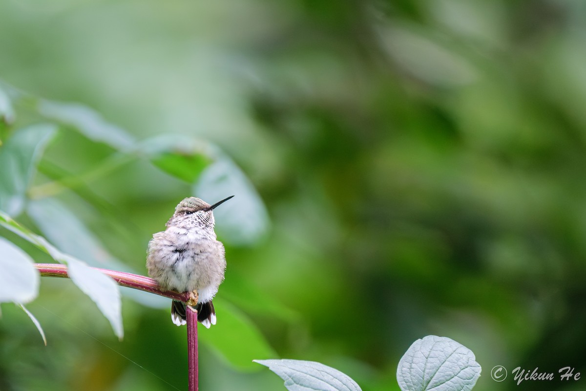 Ruby-throated Hummingbird - ML642259000