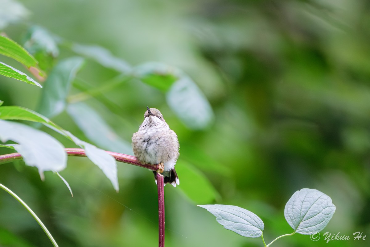 Ruby-throated Hummingbird - ML642259002