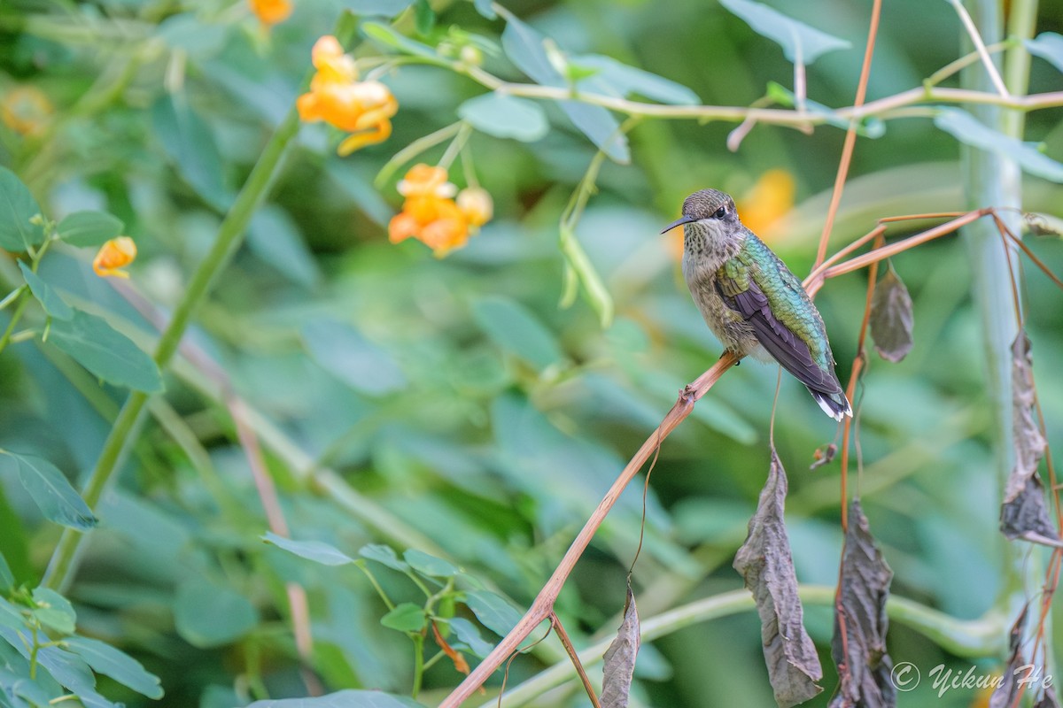 Ruby-throated Hummingbird - ML642259003