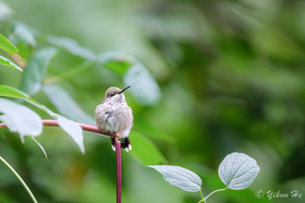 Ruby-throated Hummingbird - ML642259004