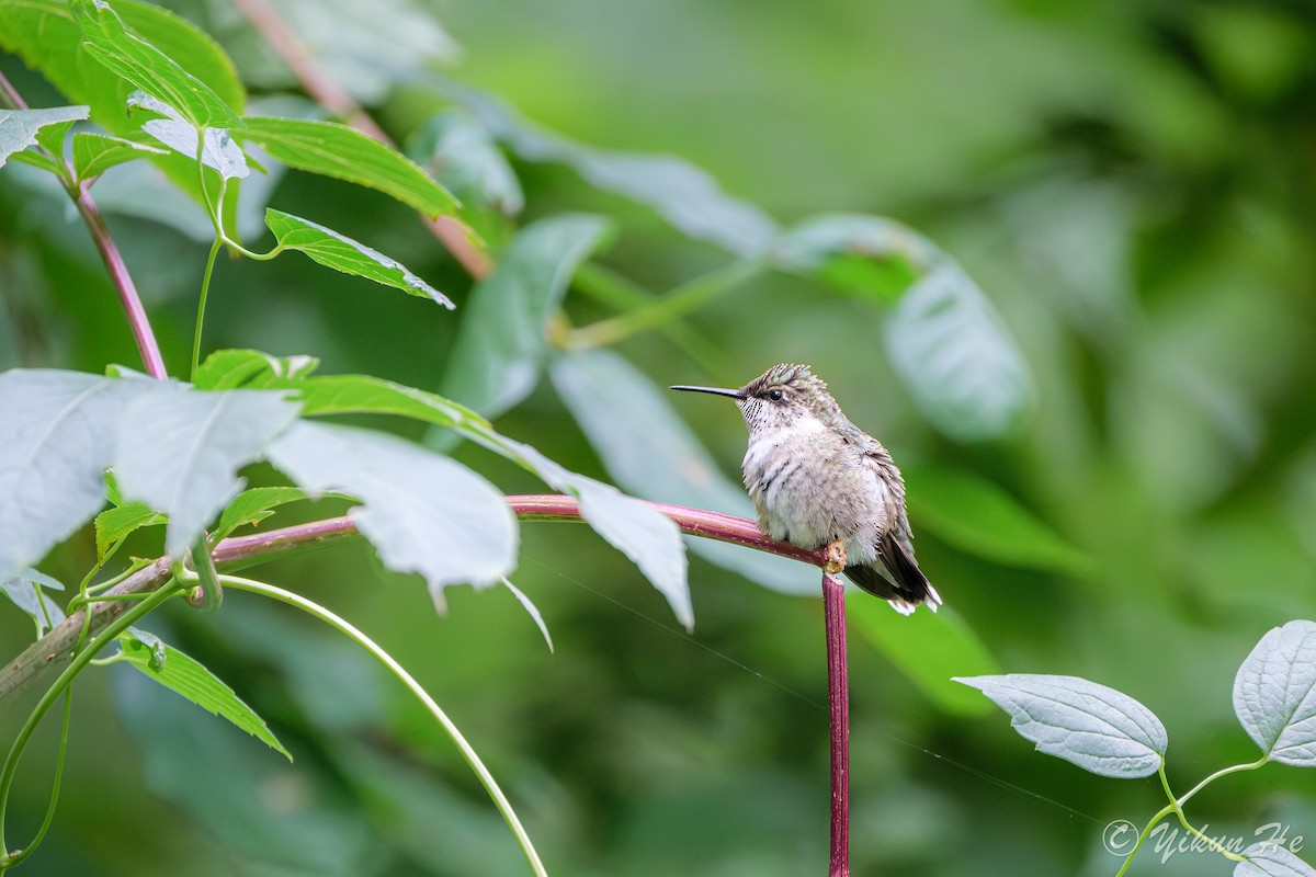 Ruby-throated Hummingbird - ML642259005