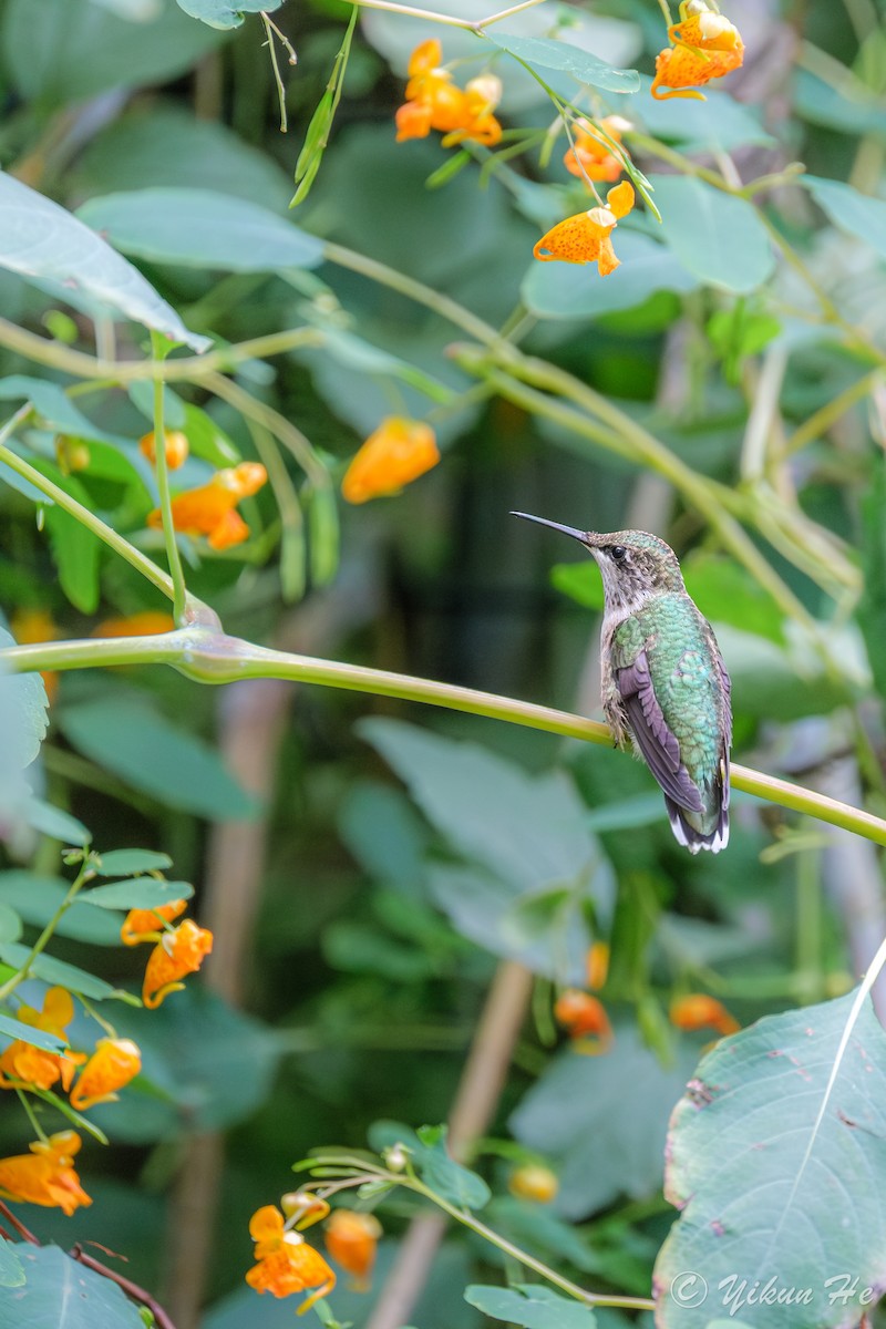 Ruby-throated Hummingbird - ML642259006