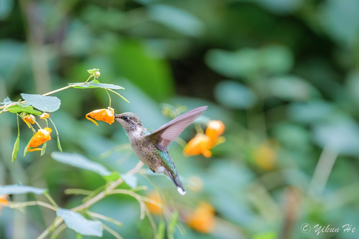 Ruby-throated Hummingbird - ML642259007