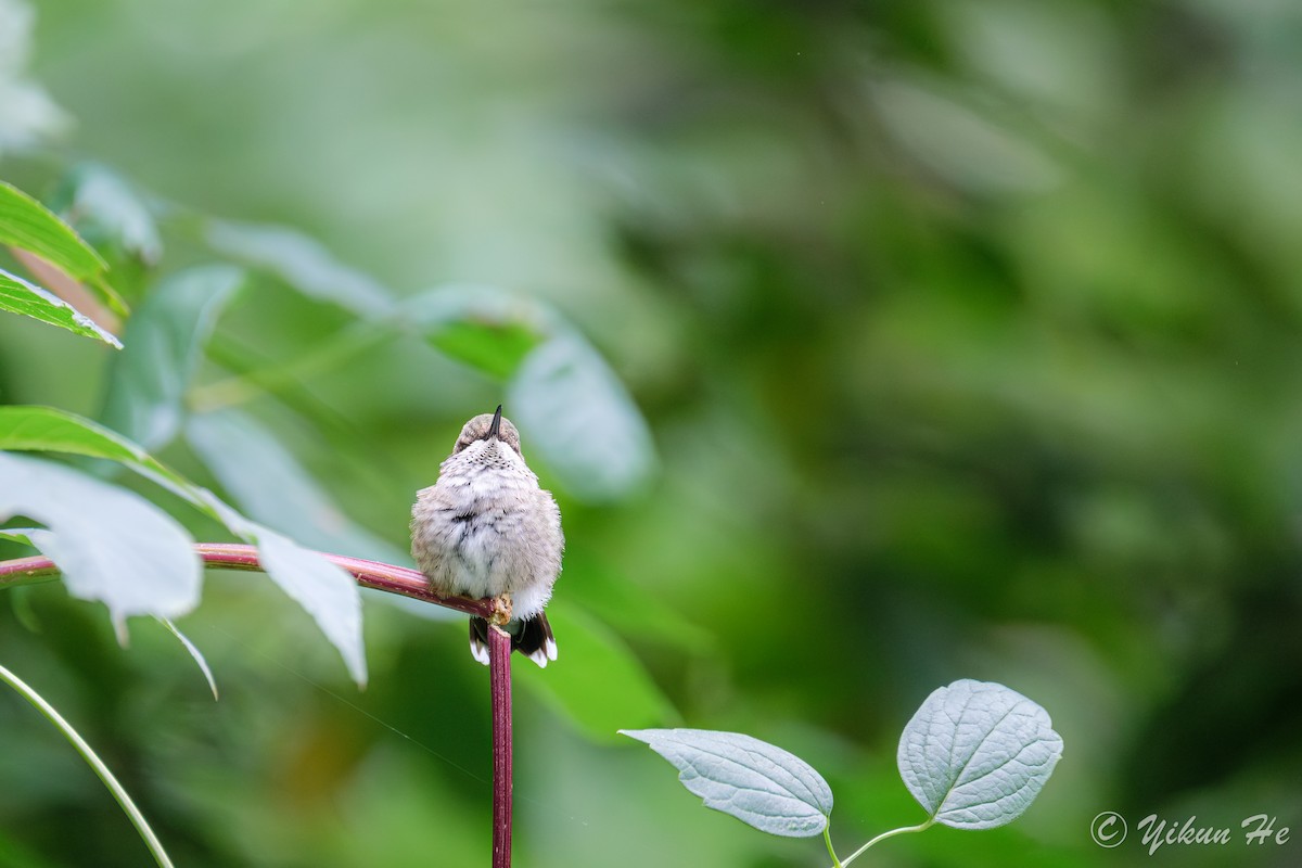 Ruby-throated Hummingbird - ML642259008