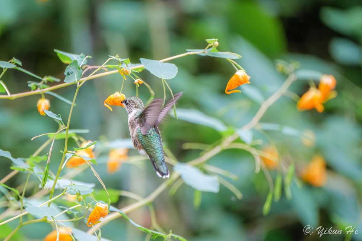Ruby-throated Hummingbird - ML642259009