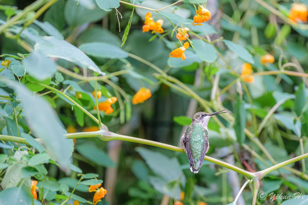 Ruby-throated Hummingbird - ML642259010