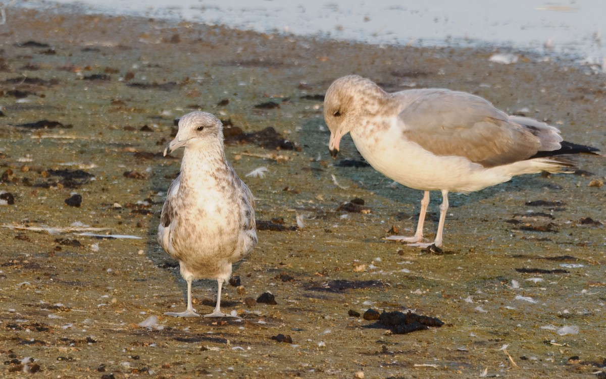 Ring-billed Gull - ML642259027