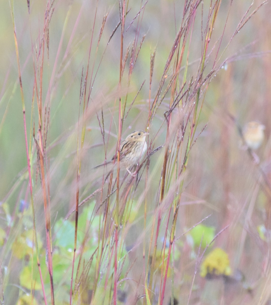 Leconteammer - ML642259029