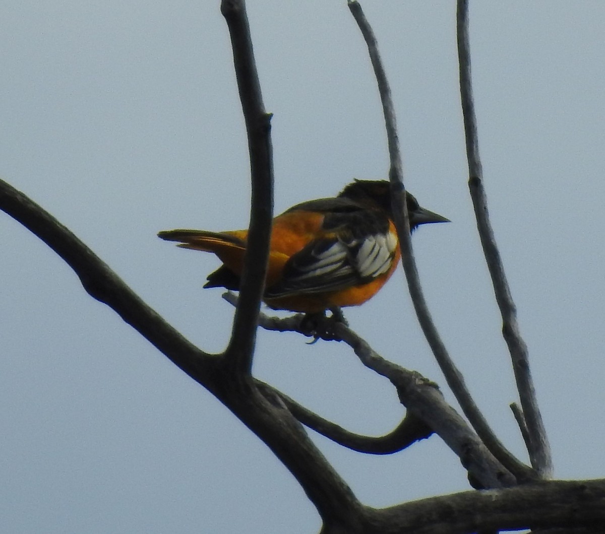 Bullock's x Baltimore Oriole (hybrid) - ML642259035