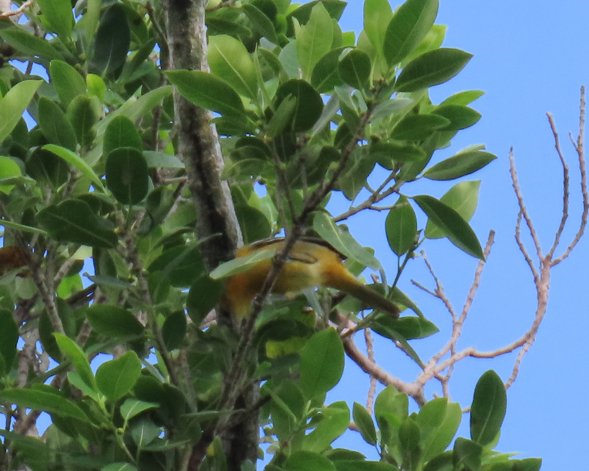 Baltimore Oriole - ML642259038