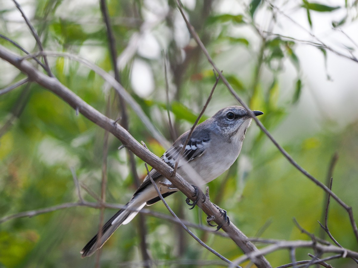 Northern Mockingbird - ML642259040