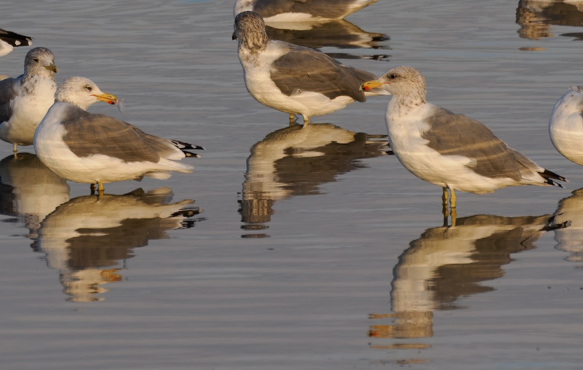 California Gull - ML642259041