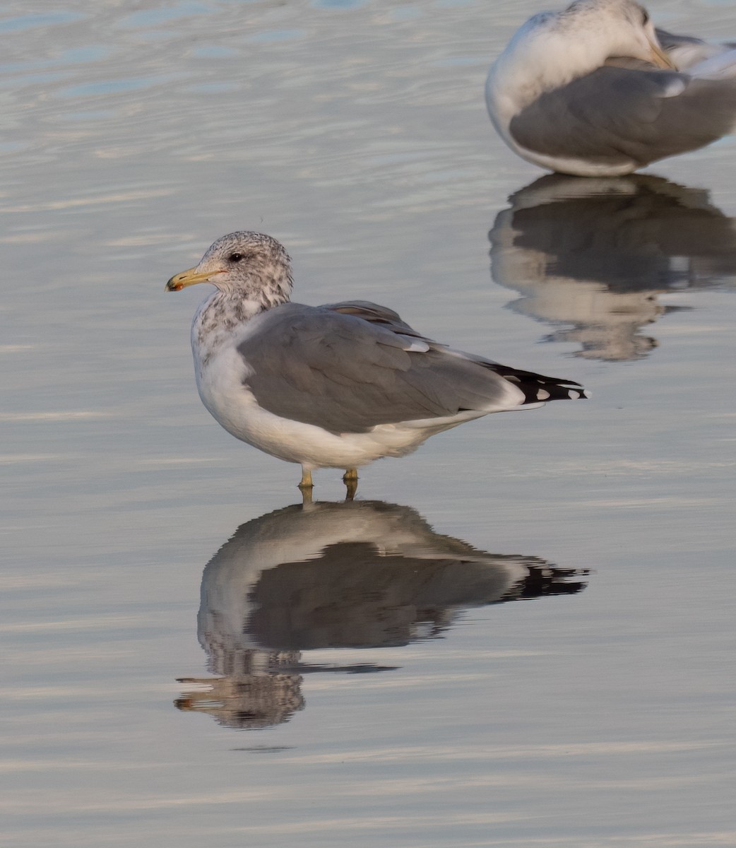 California Gull - ML642259042