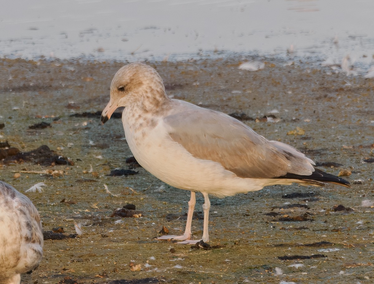 California Gull - ML642259043