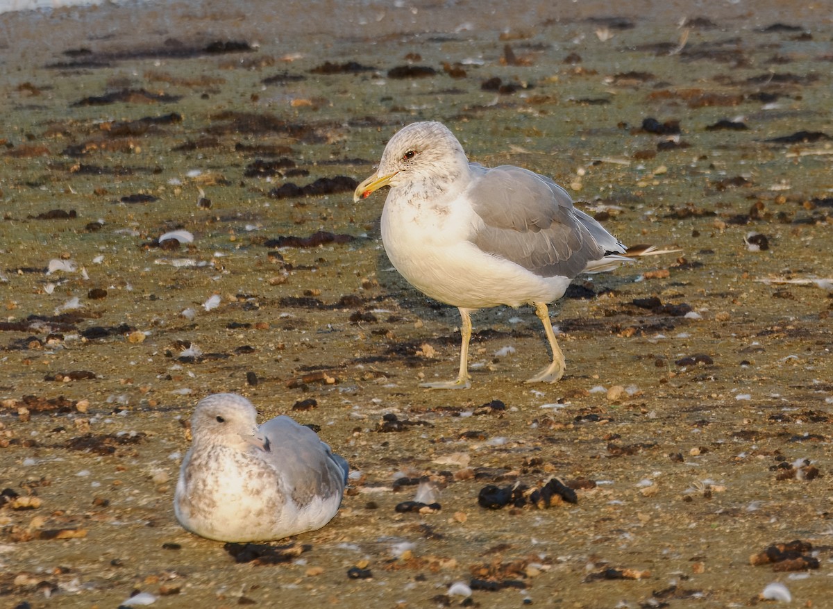 California Gull - ML642259044