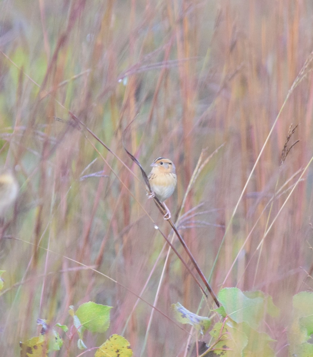 Leconteammer - ML642259047