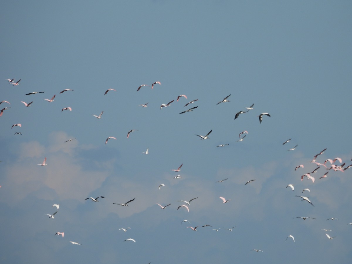 Wood Stork - ML642259070