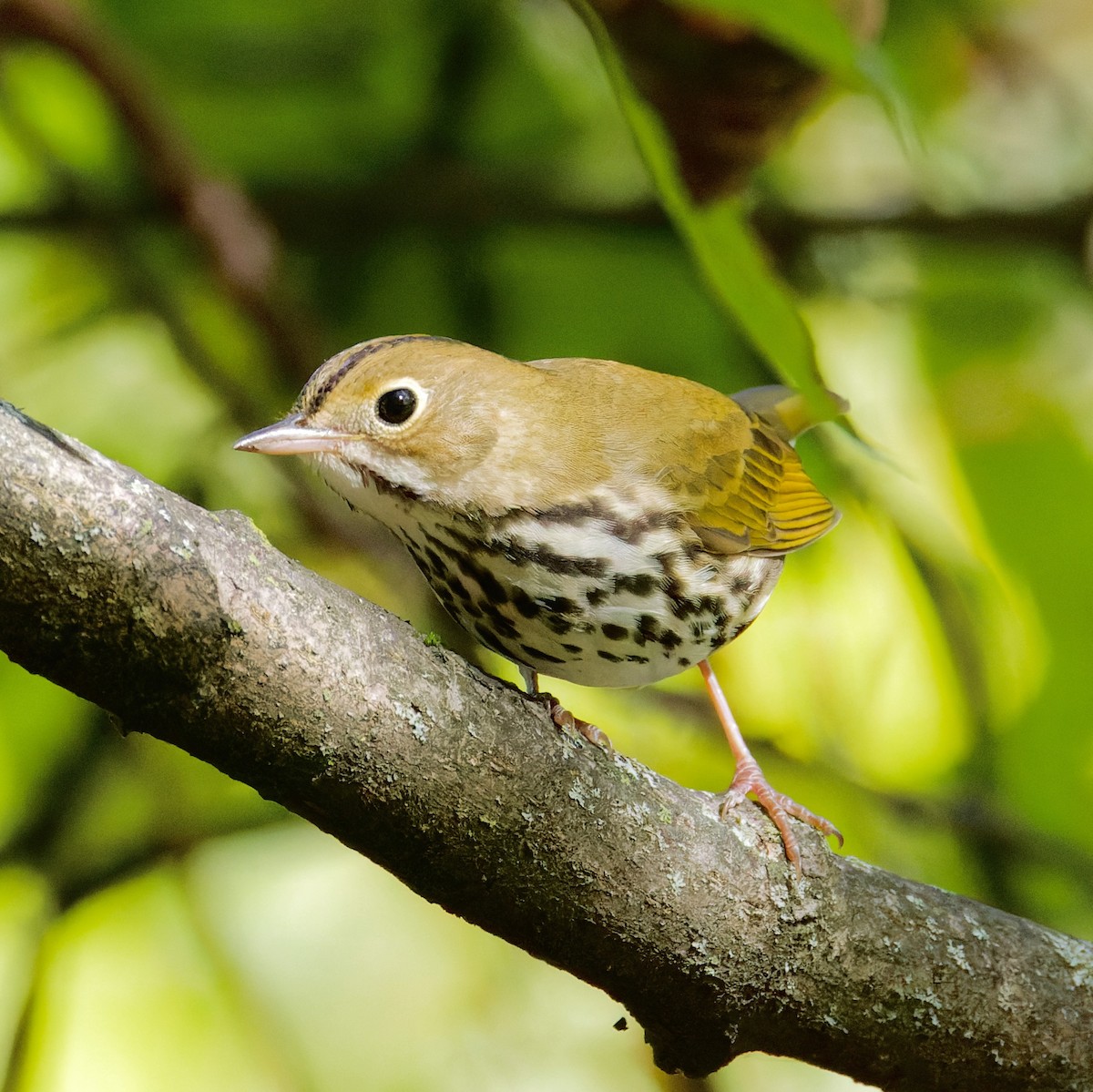Ovenbird - ML642259075