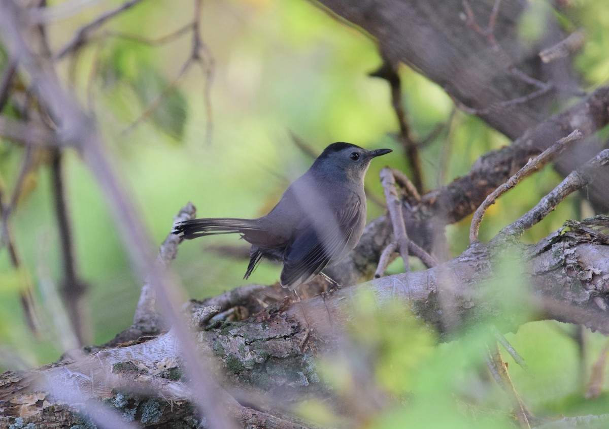 Katzenspottdrossel - ML642259078