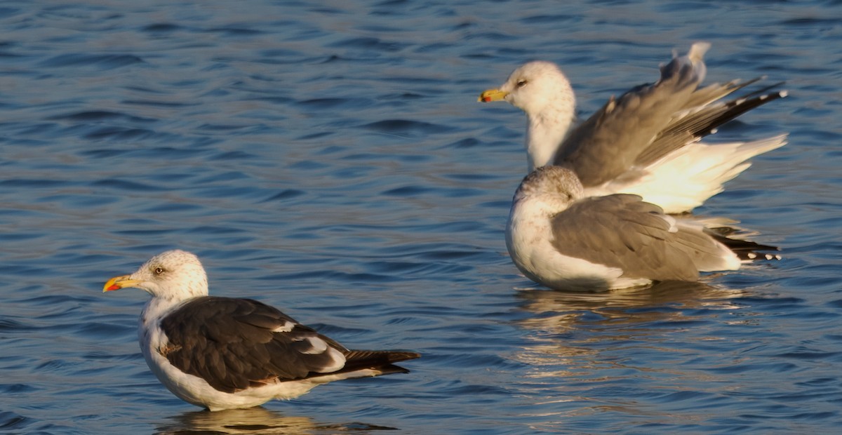 Lesser Black-backed Gull - ML642259098