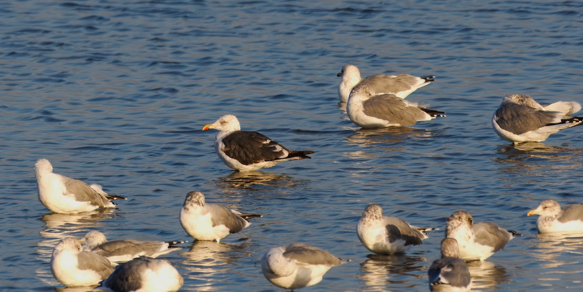 Lesser Black-backed Gull - ML642259099