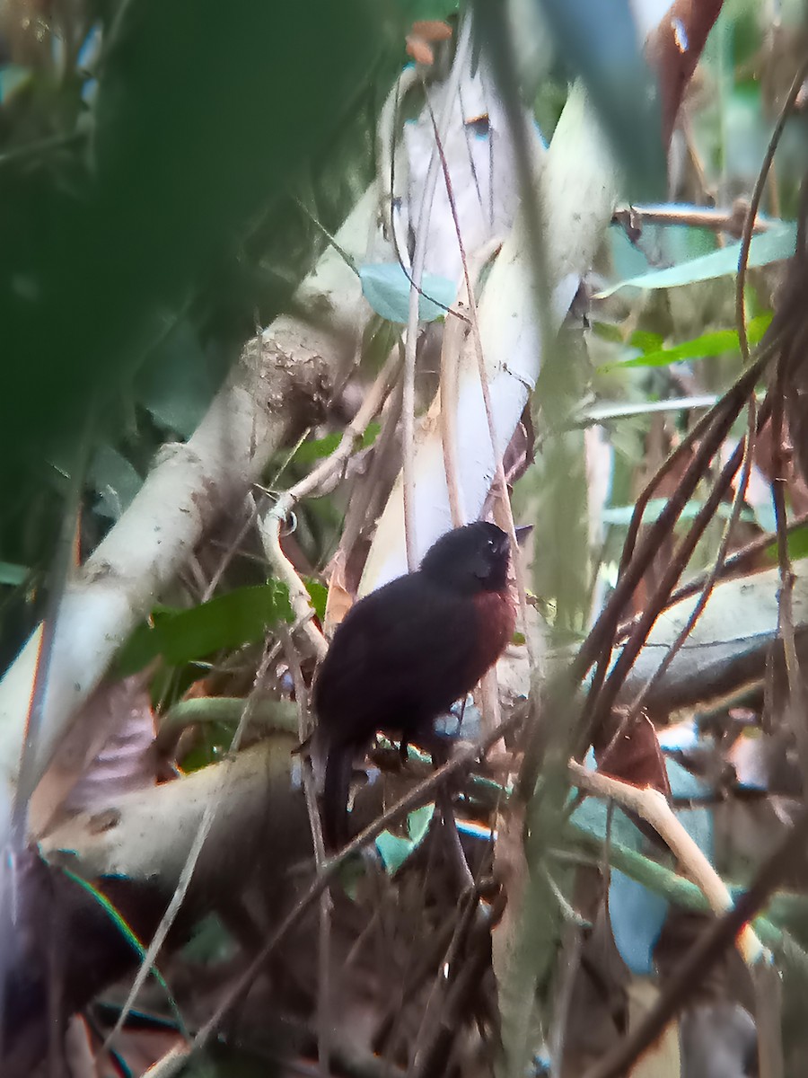 Black Bushbird - ML642259102