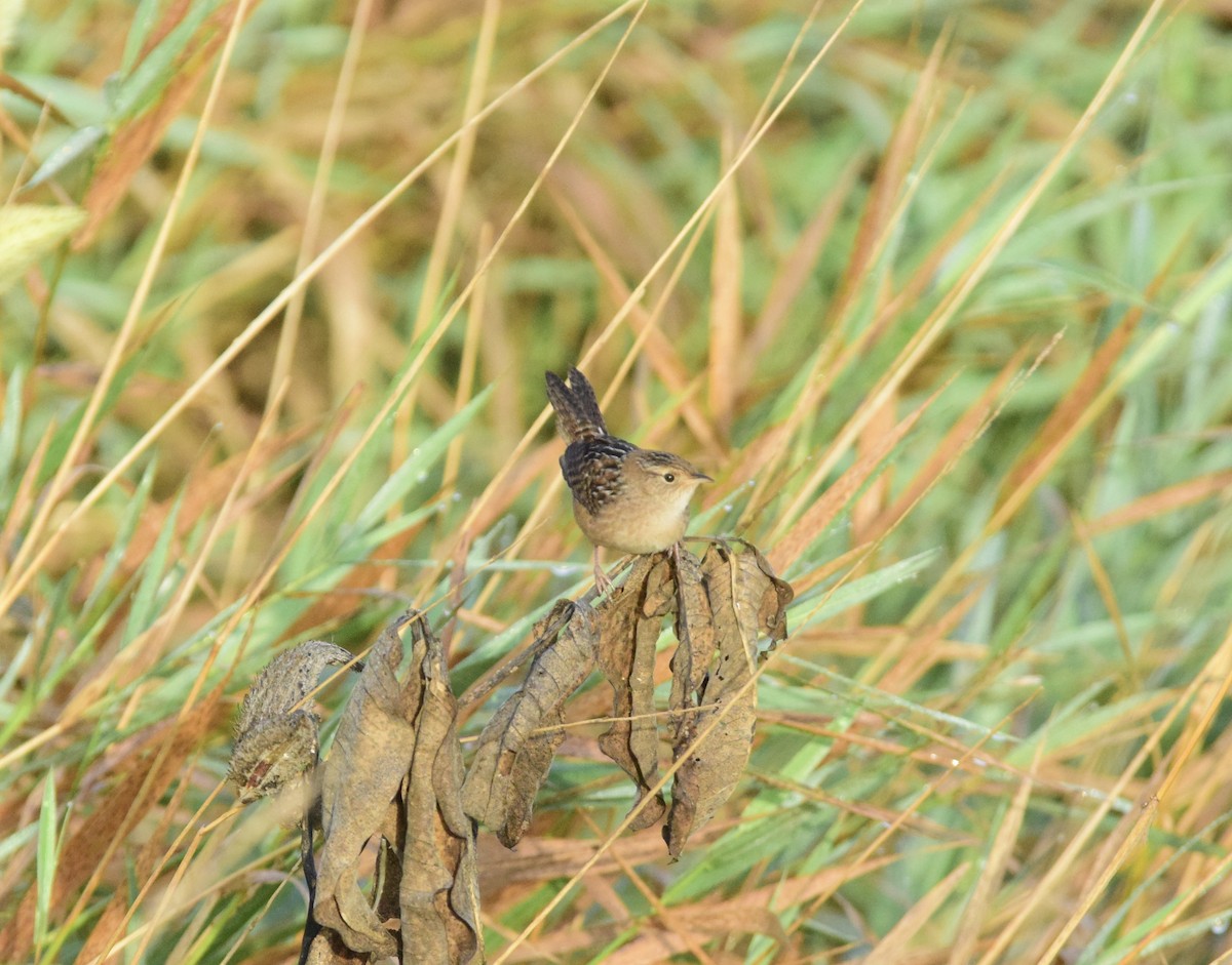 Seggenzaunkönig - ML642259108