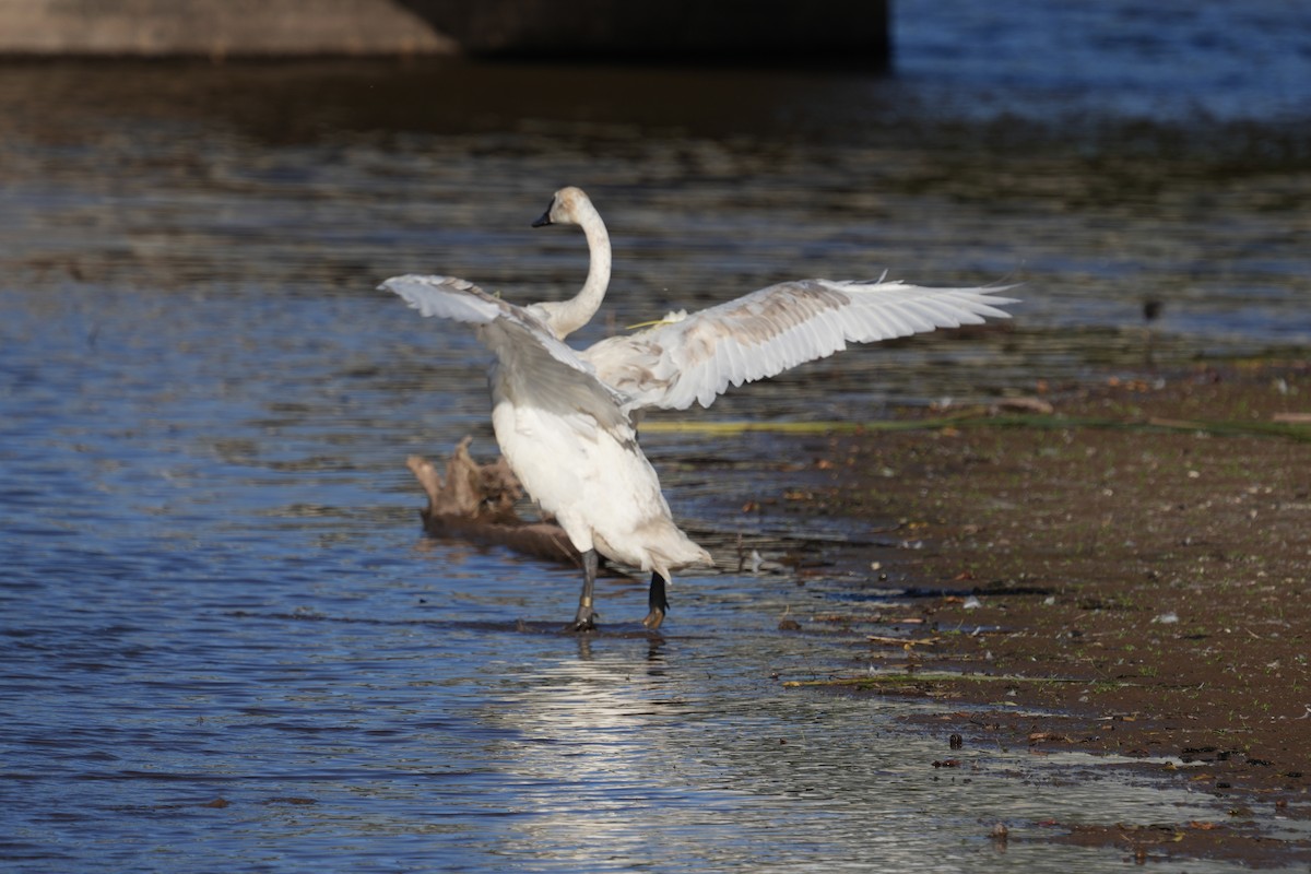 Trompeterschwan - ML642259122