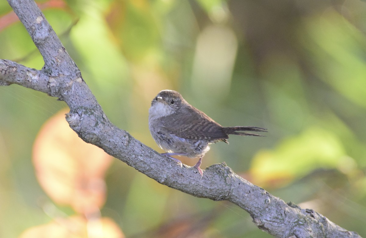 Hauszaunkönig - ML642259132