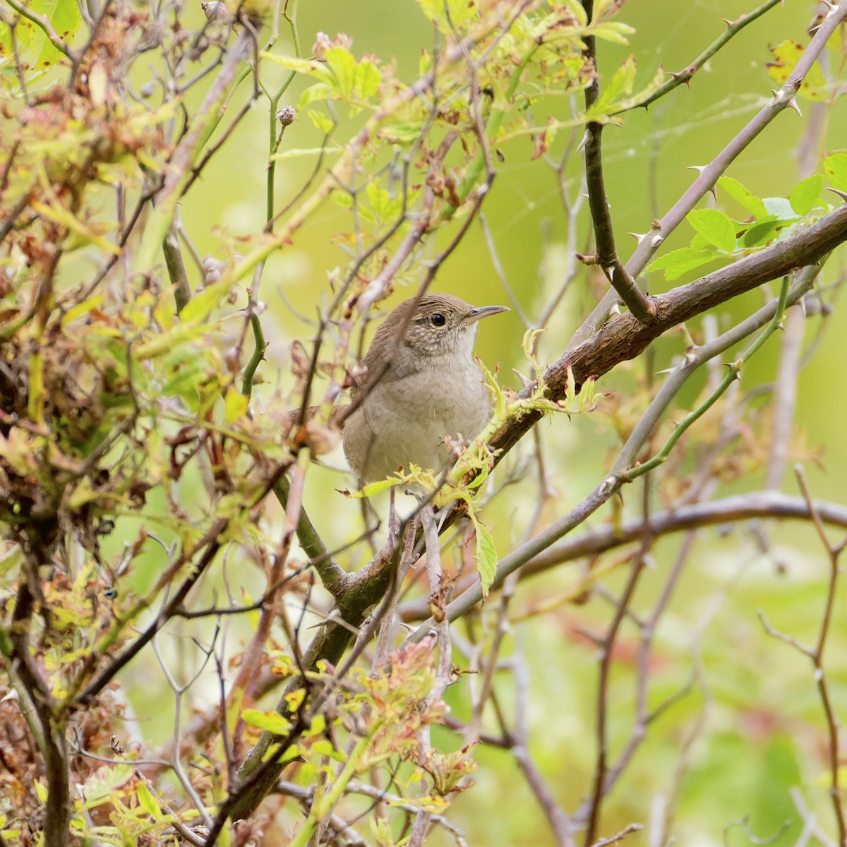 Northern House Wren - ML642259144