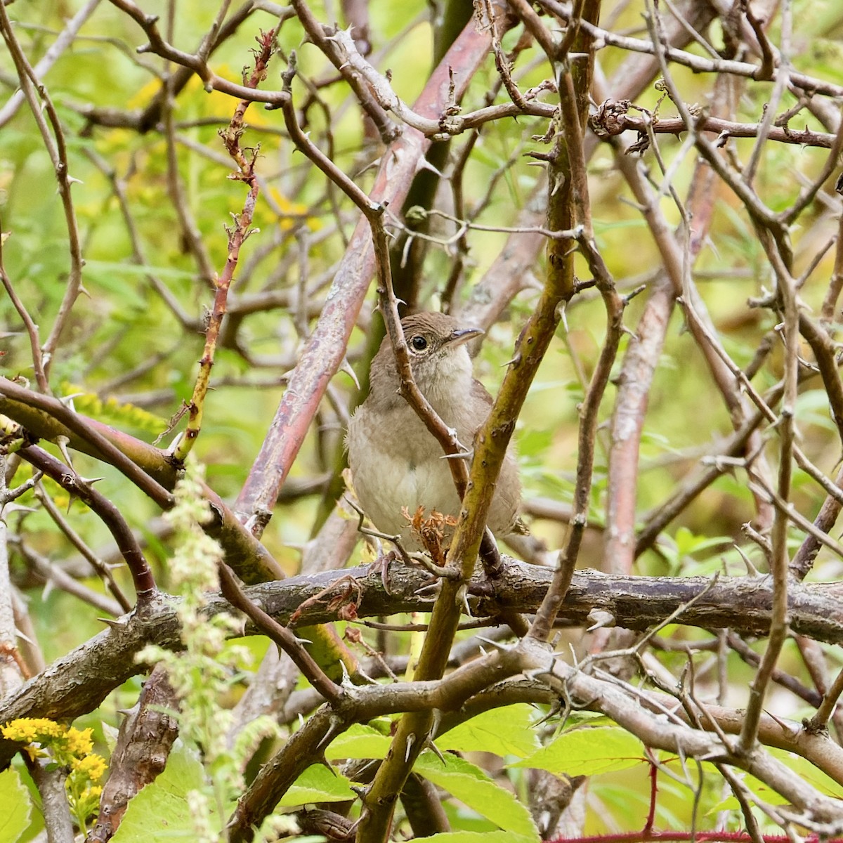 Northern House Wren - ML642259145