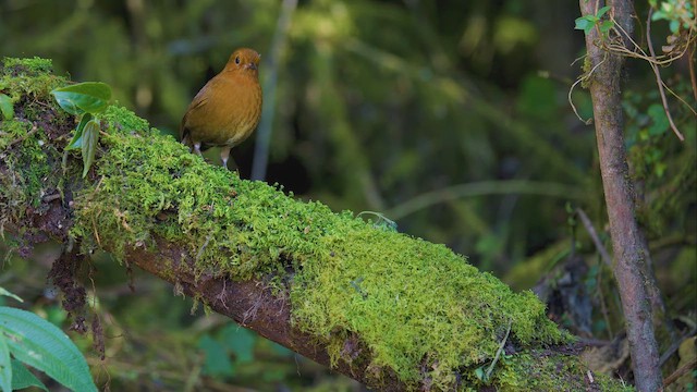 Equatorial Antpitta - ML642259164