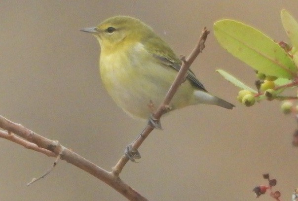 Tennessee Warbler - ML642259202