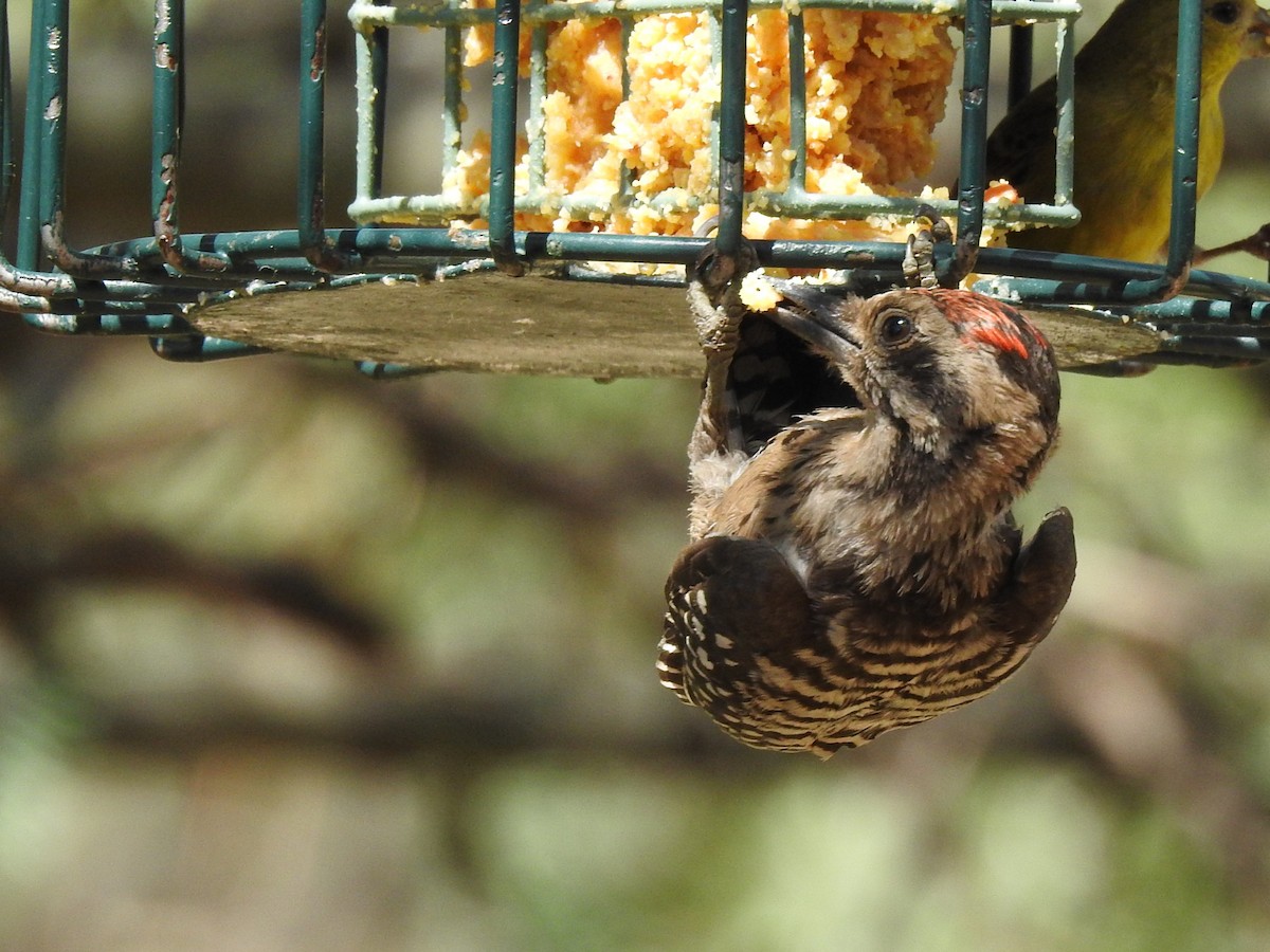 Ladder-backed Woodpecker - ML642259209