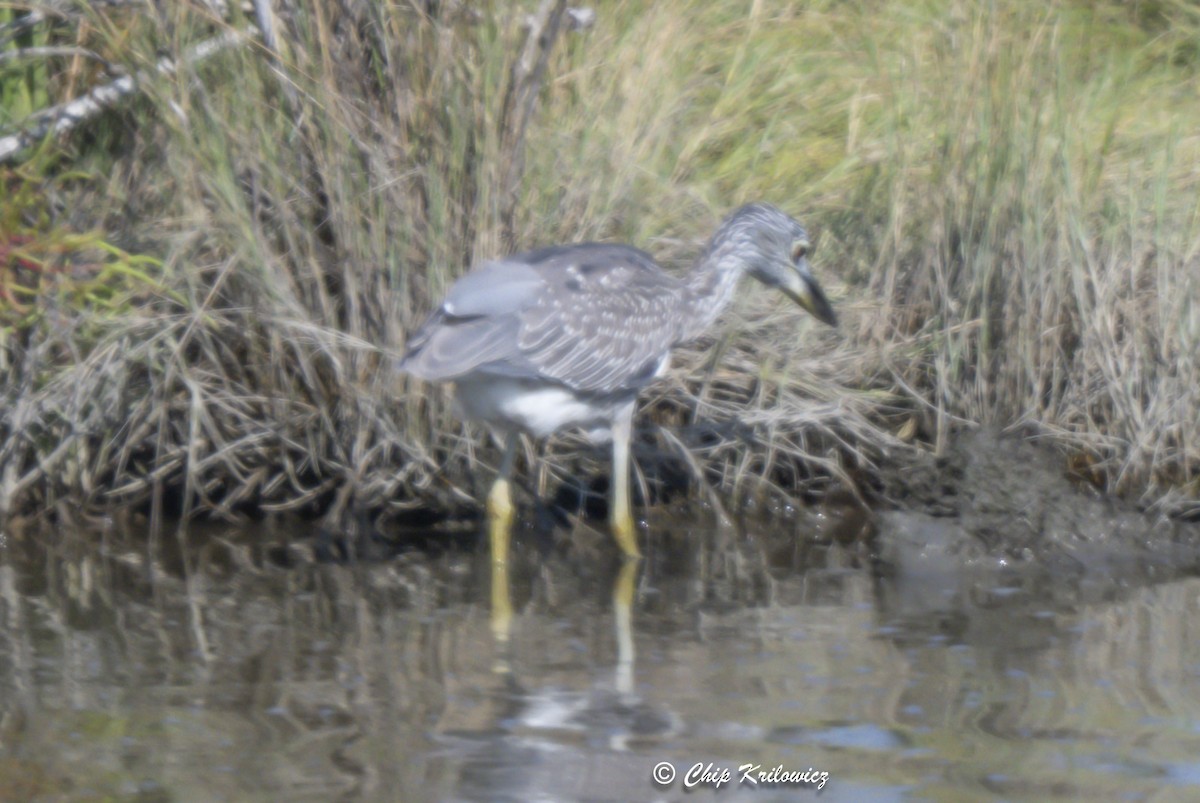 Yellow-crowned Night Heron - ML642259214