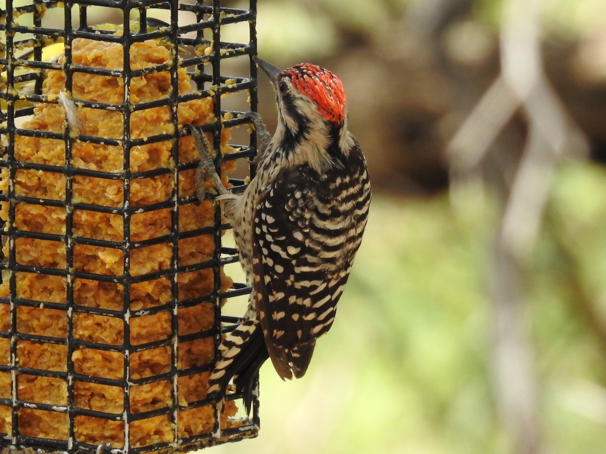 Ladder-backed Woodpecker - ML642259215