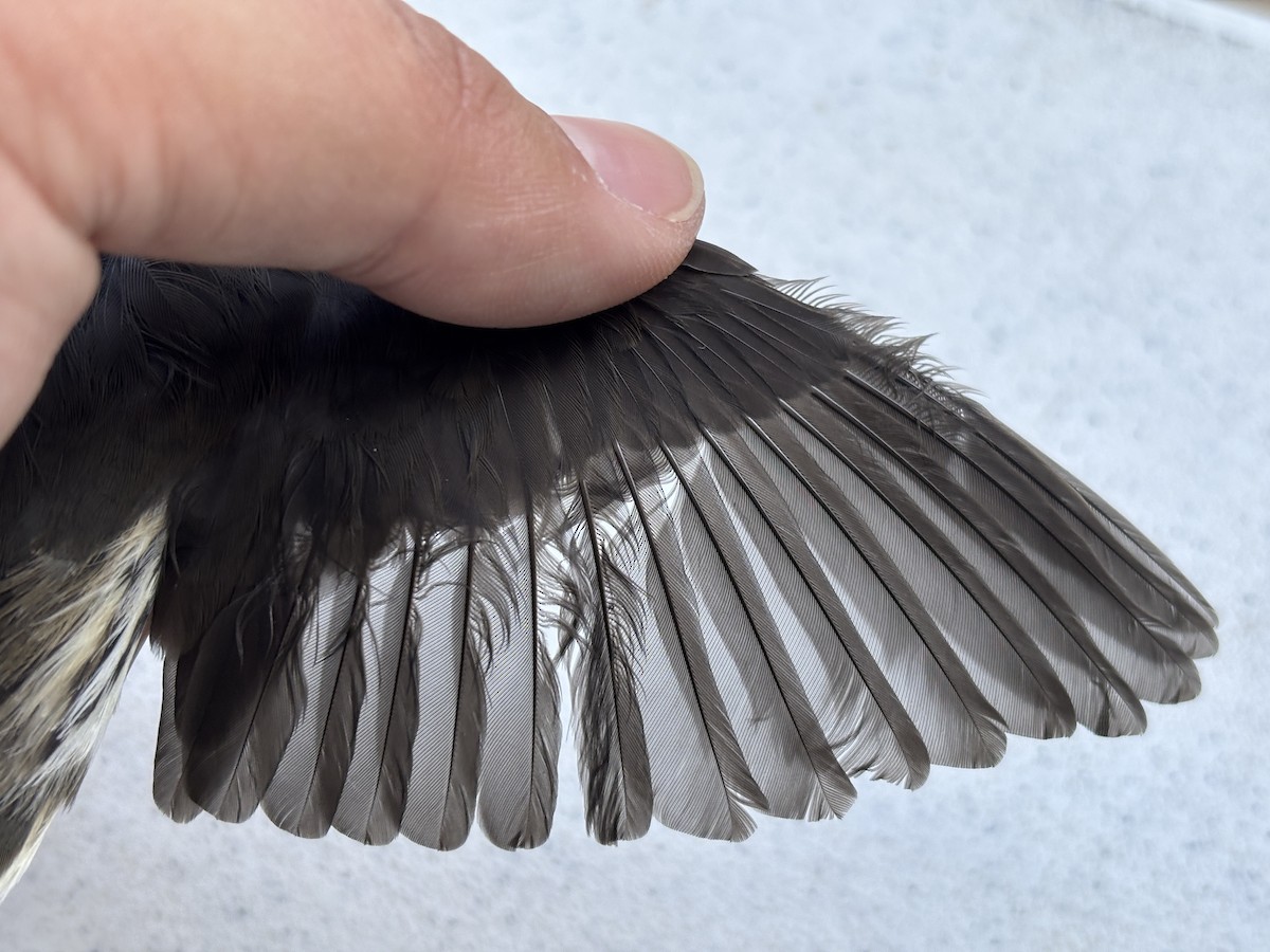 Northern Waterthrush - ML642259220