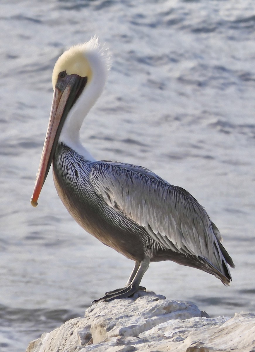 Brown Pelican - ML642259221