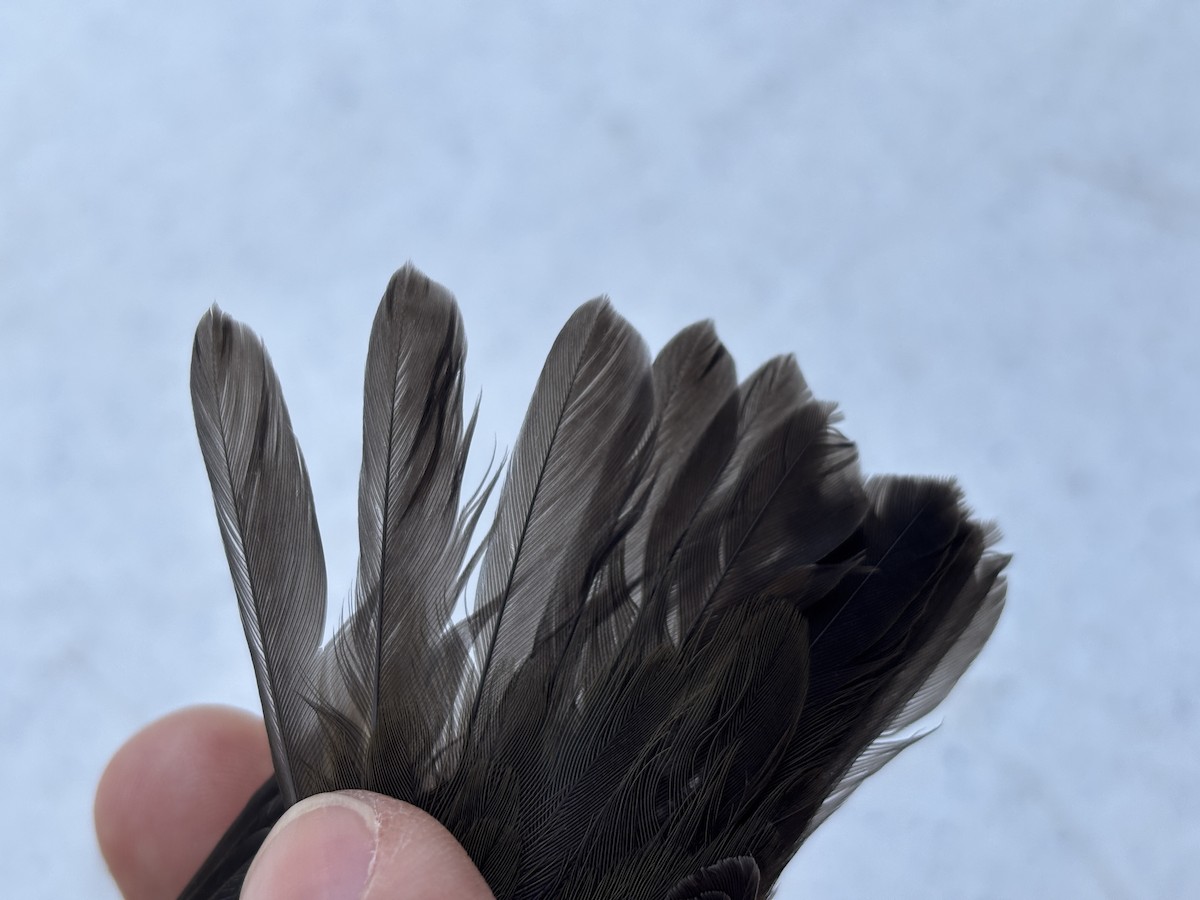 Northern Waterthrush - ML642259222