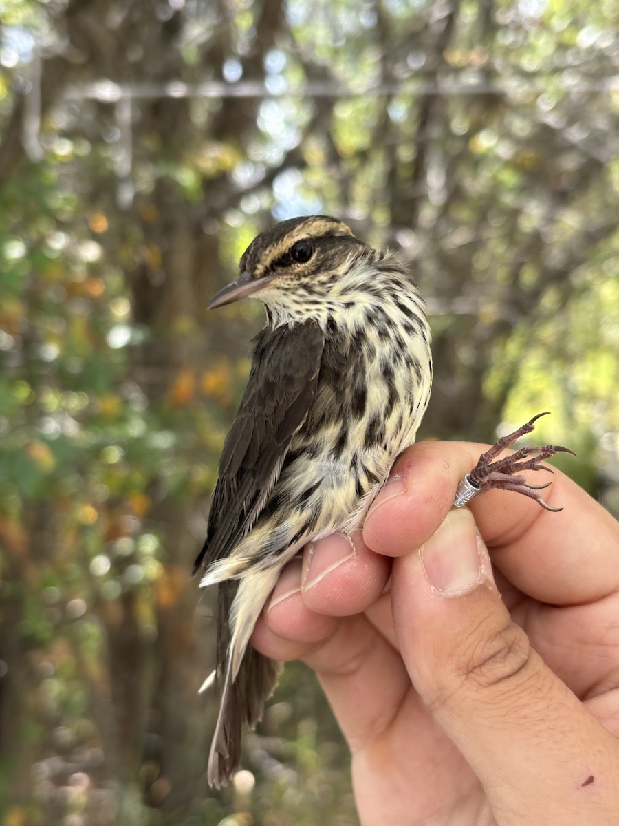 Northern Waterthrush - ML642259223