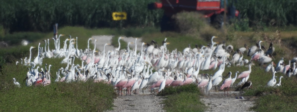 Wood Stork - ML642259224