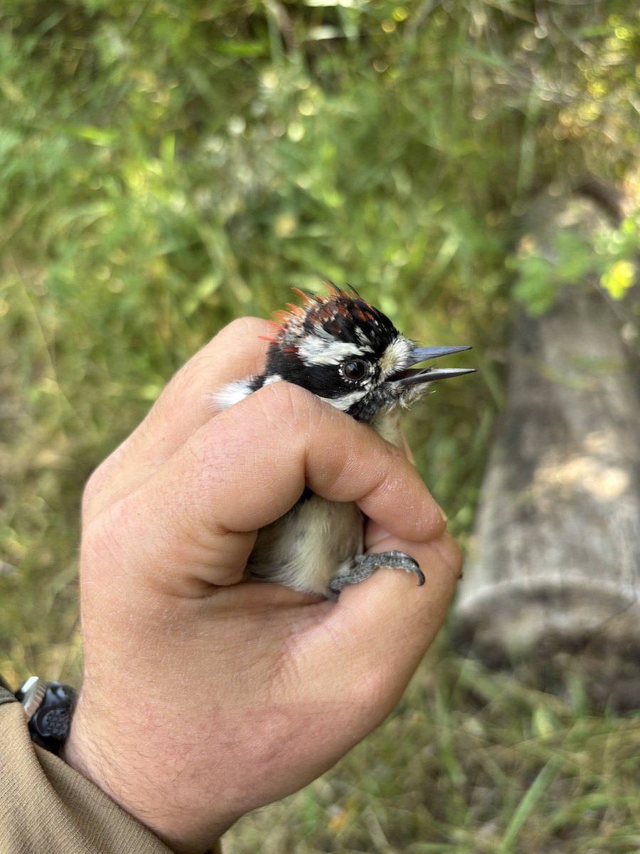 Downy Woodpecker - ML642259230