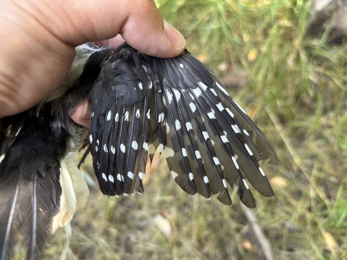 Downy Woodpecker - ML642259231