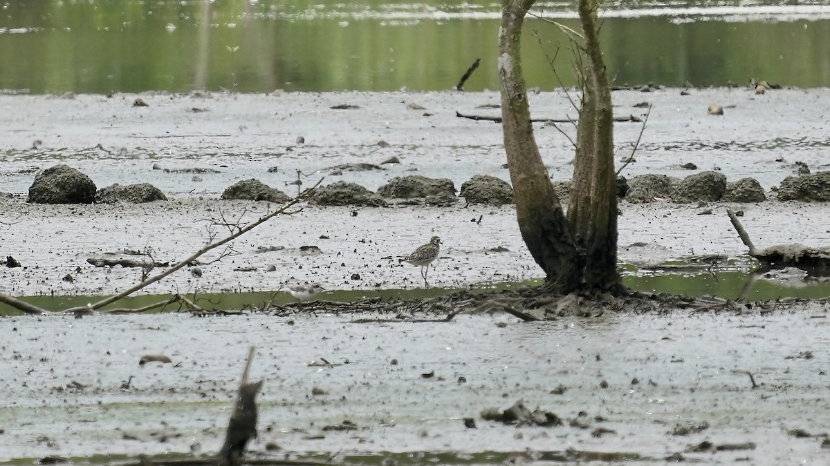 Pacific Golden-Plover - ML642259232