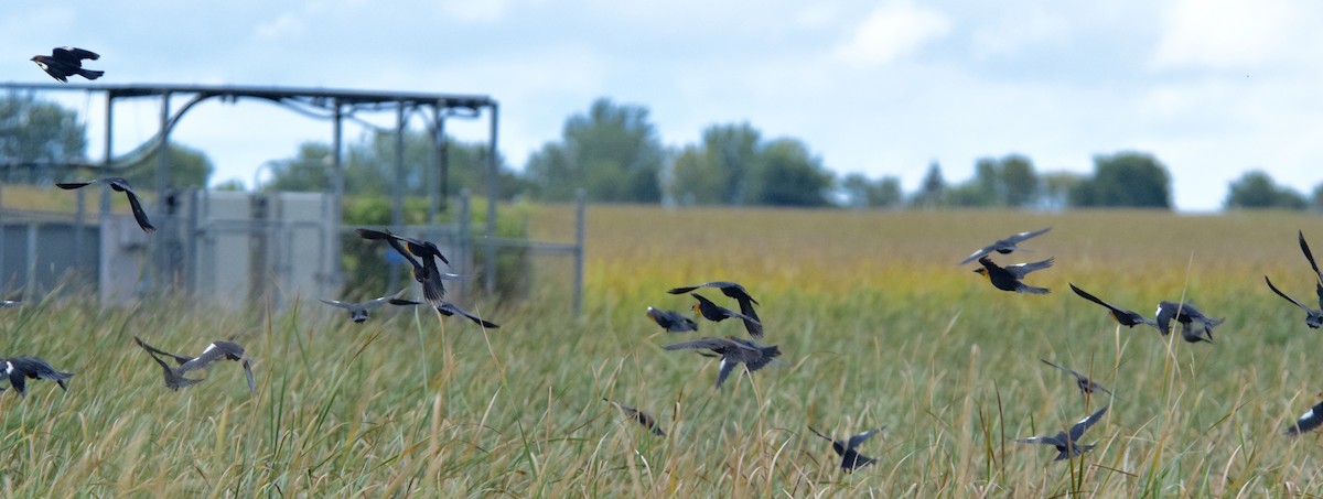 Brillenstärling - ML642259233