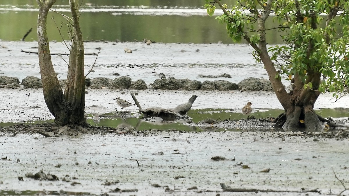 Pacific Golden-Plover - ML642259234