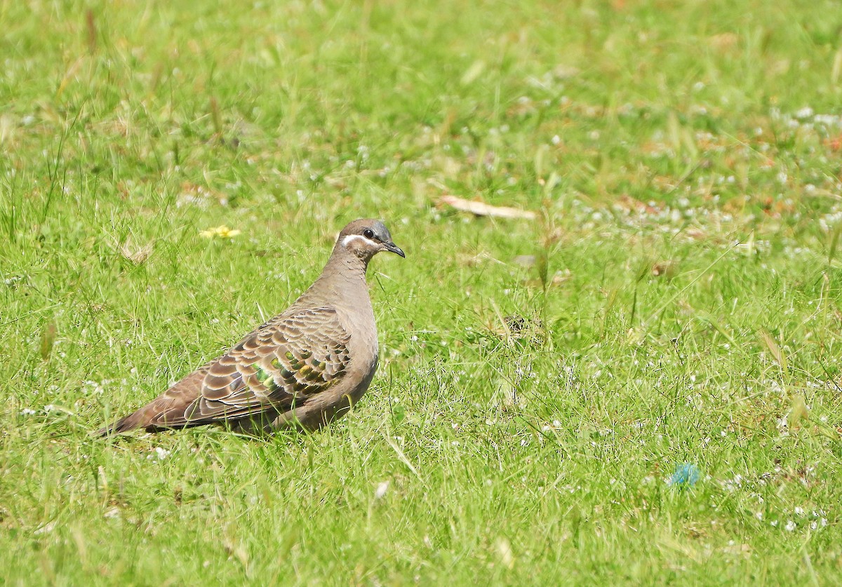 Bronzeflügeltaube - ML642259256