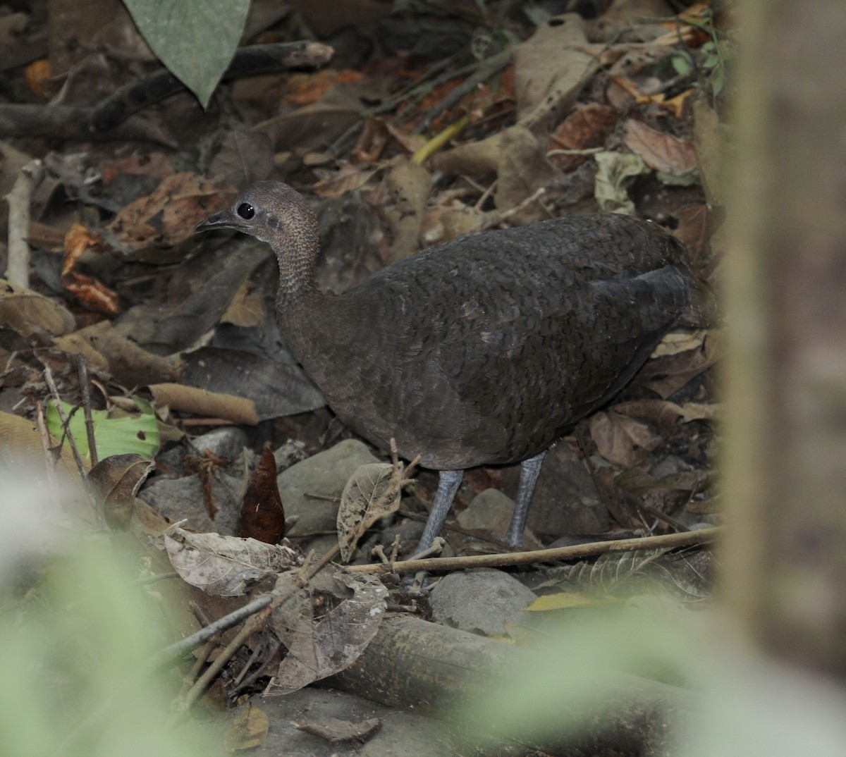Great Tinamou - ML642259268